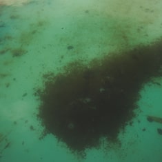 Green Algae